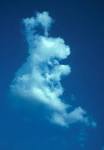 Bunny Cloud